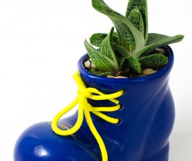 Flowers in shoes Stock Photo 06