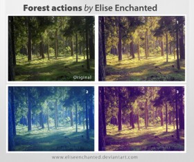 Forest Photoshop Action