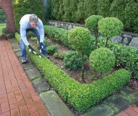 Gardener trimming plants Stock Photo