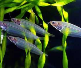 Glass Cat Fish and aquatic grass Stock Photo