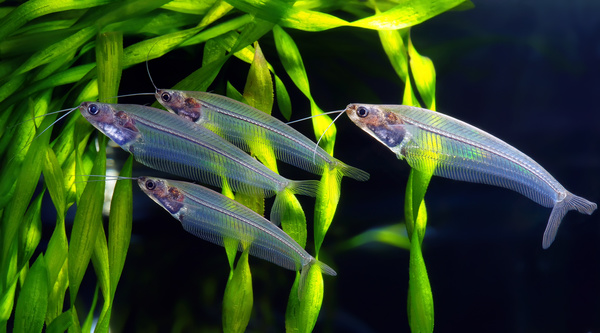 Glass Cat Fish and aquatic grass Stock Photo