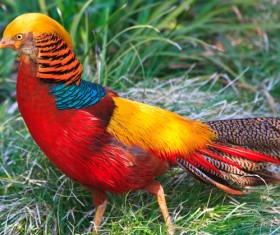 Golden pheasant Stock Photo 01