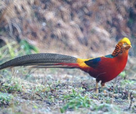 Golden pheasant Stock Photo 02