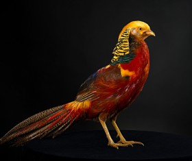 Golden pheasant Stock Photo 03