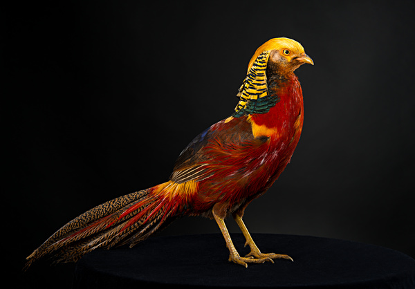Golden pheasant Stock Photo 03