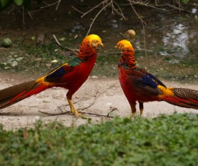 Golden pheasant Stock Photo 04