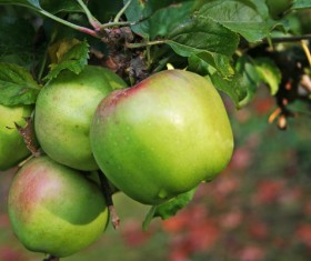 Green apple hanging on a branch Stock Photo