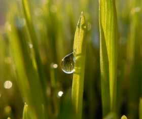 Green grass dew early in the morning Stock Photo