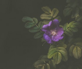 Green leaves and purple flowers Closeup Stock Photo