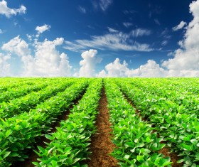 Green vegetable field Stock Photo