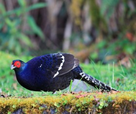 Green wild pheasant Stock Photo