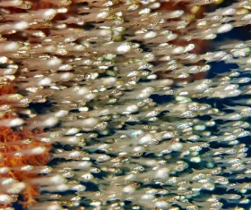 Groups of young fry Stock Photo