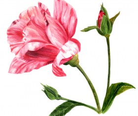 Hand drawn rose watercolor vector