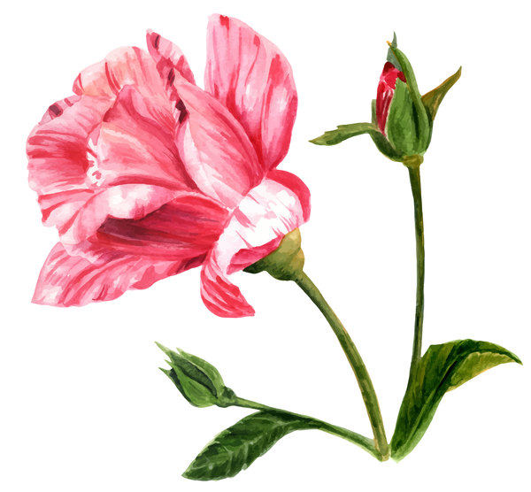 Hand drawn rose watercolor vector