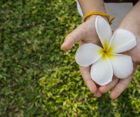 Hand holding flower Stock Photo 02