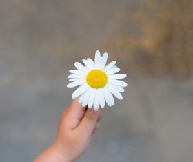 Hand holding flower Stock Photo 03