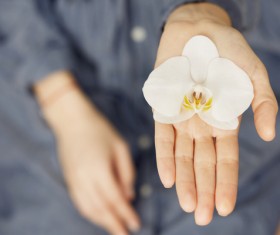 Hand holding flower Stock Photo 06