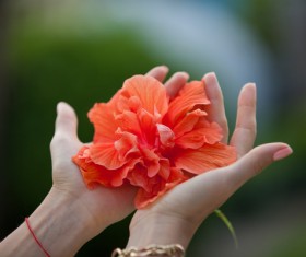 Hand holding flower Stock Photo 07