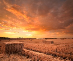Haystacks in farmland Stock Photo 02