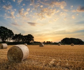 Haystacks in farmland Stock Photo 04