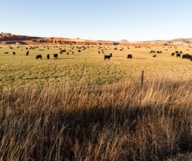 Herd of cattle in the ranch Stock Photo