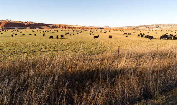 Herd of cattle in the ranch Stock Photo