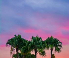 High coconut trees under dusk sky Stock Photo