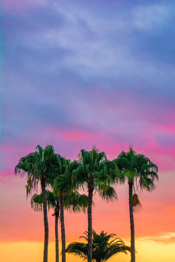 High coconut trees under dusk sky Stock Photo