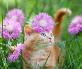 Kitten and flower Stock Photo