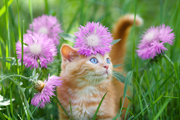 Kitten and flower Stock Photo