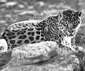 Leopard black and white photo Stock Photo
