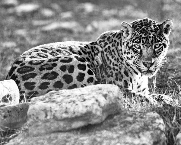 Leopard black and white photo Stock Photo