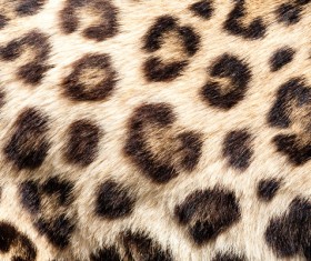Leopard print Stock Photo 01