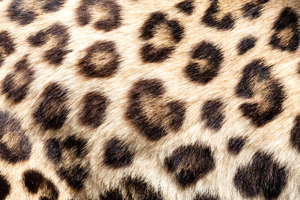 Leopard print Stock Photo 01