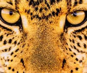 Leopard print Stock Photo 04