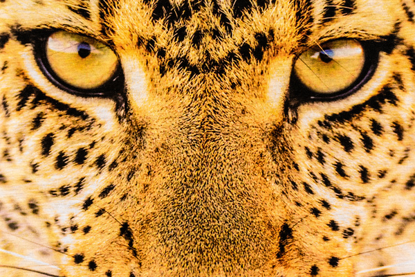 Leopard print Stock Photo 04