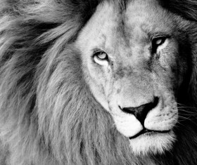 Lion black and white photo Stock Photo