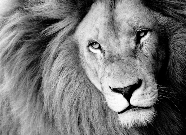 Lion black and white photo Stock Photo