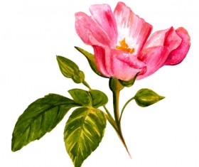 Little rose watercolor hand drawn vector