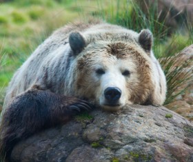 Lying on a rock resting Bear Stock Photo 01