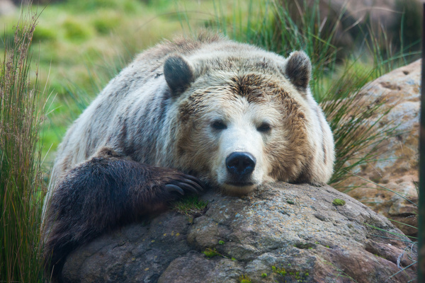 Lying on a rock resting Bear Stock Photo 01
