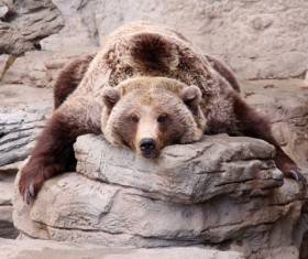 Lying on a rock resting Bear Stock Photo 02
