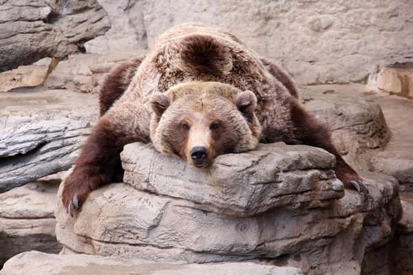 Lying on a rock resting Bear Stock Photo 02
