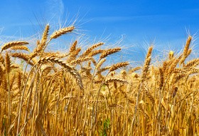 Mature golden yellow wheat Stock Photo