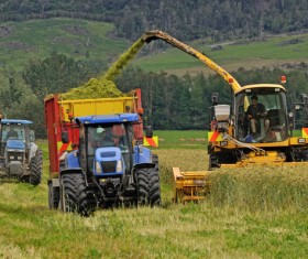 Mechanized harvesting of wheat Stock Photo