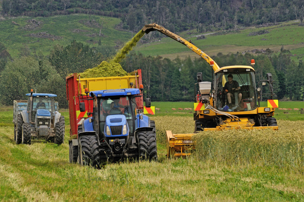 Mechanized harvesting of wheat Stock Photo