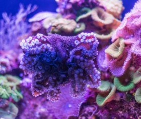 Ocean underwater world coral reef tropical fish Stock Photo 01
