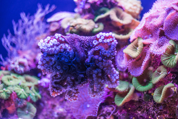 Ocean underwater world coral reef tropical fish Stock Photo 01