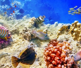 Ocean underwater world coral reef tropical fish Stock Photo 02