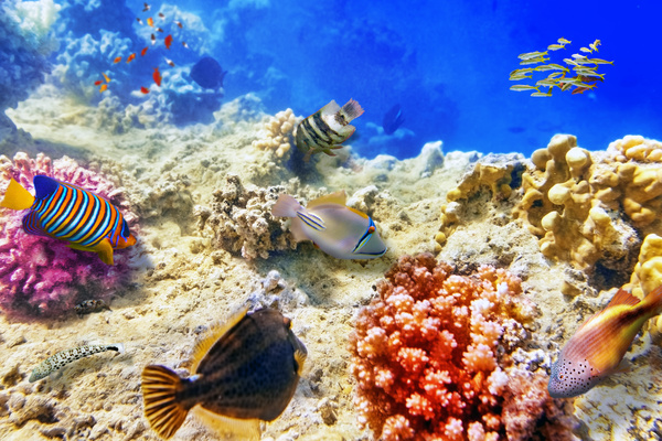 Ocean underwater world coral reef tropical fish Stock Photo 02